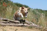 GOLDEN RETRIEVER 234